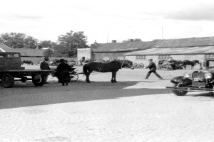 Bilde av Hester og biler på Aagaards Plass